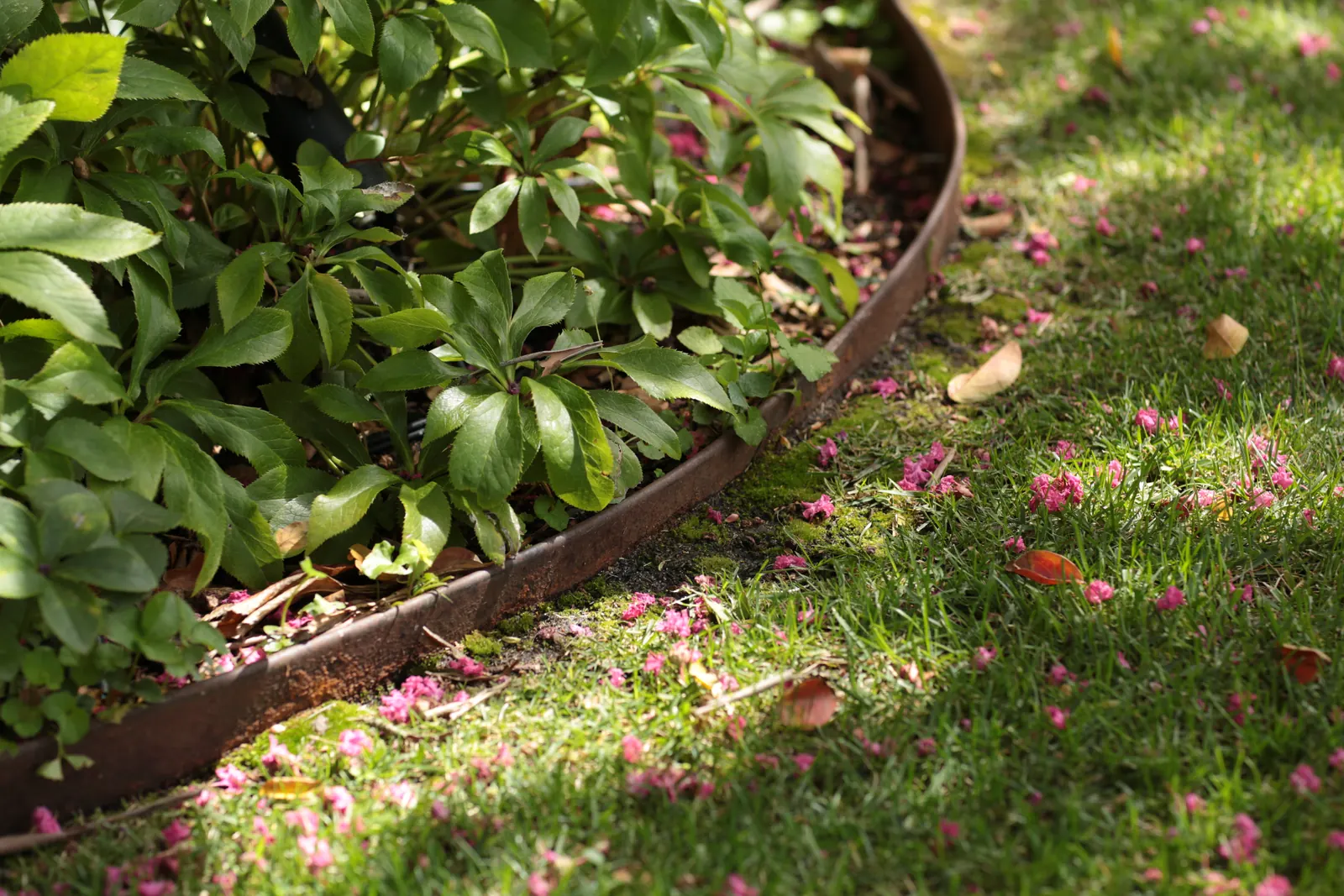 Weathered FormBoss Redcor edging curving between a garden bed and lawn, showing its brown patina